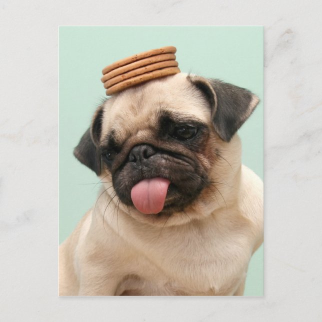 Pug Wants Trets Vykort (Framsida)