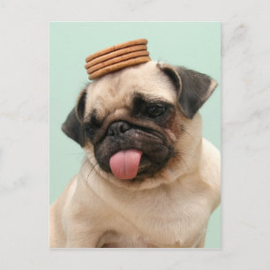 Pug Wants Trets Vykort
