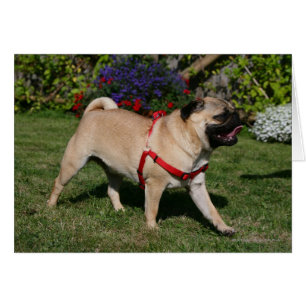 Pug Wearing Red Harness Hälsningskort