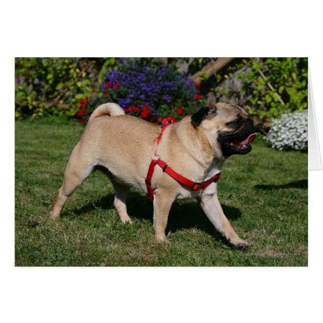 Pug Wearing Red Harness Hälsningskort (Framsidan Horizontal)