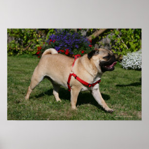 Pug Wearing Red Harness Poster