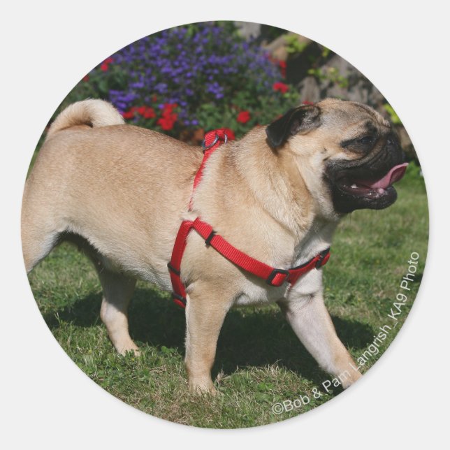 Pug Wearing Red Harness Runt Klistermärke (Framsida)