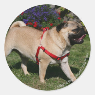 Pug Wearing Red Harness Runt Klistermärke