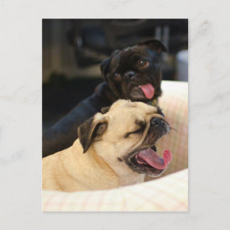 Pug Yawn Vykort
