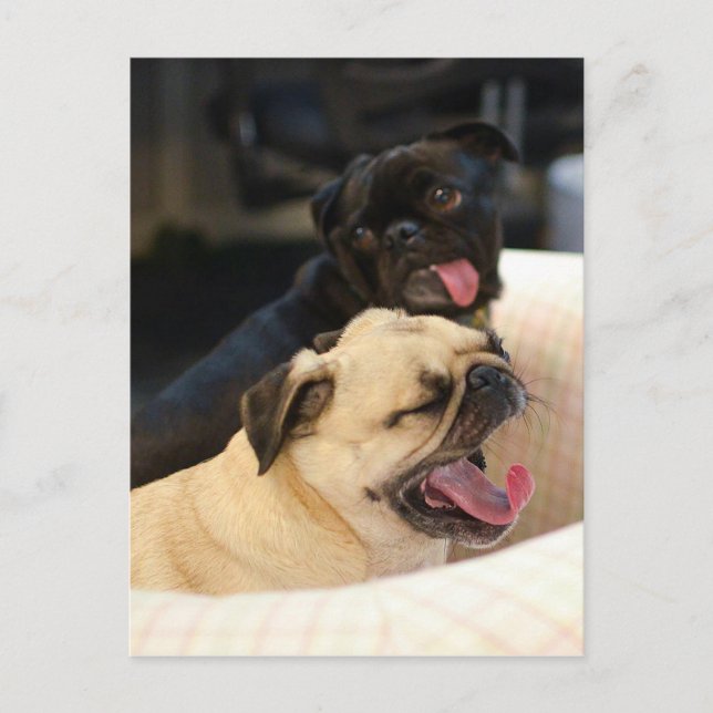 Pug Yawn Vykort (Framsida)