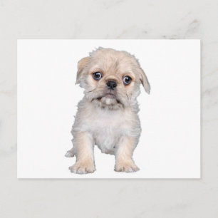 "Pug-Zu" Vykort