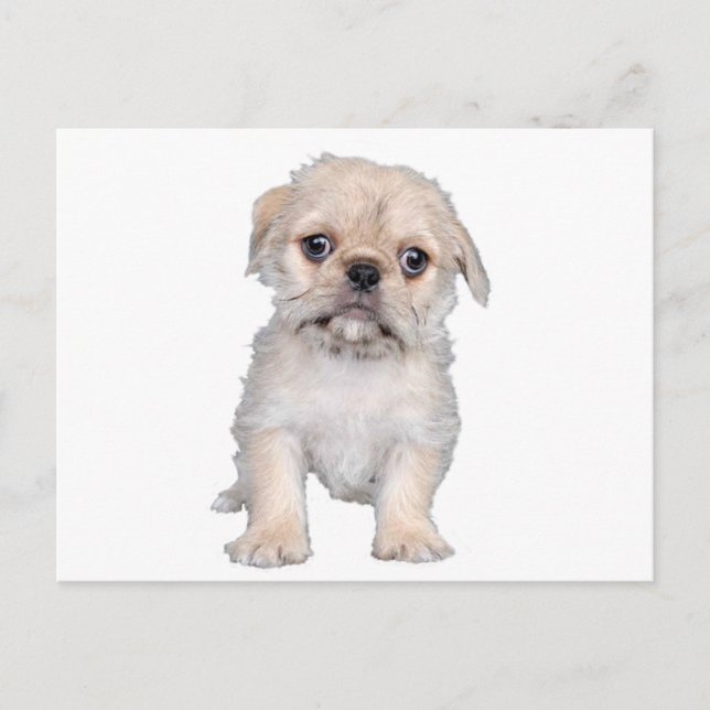 "Pug-Zu" Vykort (Framsida)