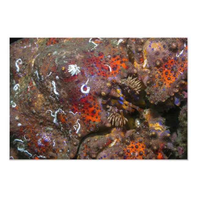 Puget Ljud Kung Crab Fotoutvidgning Fototryck (Framsidan)