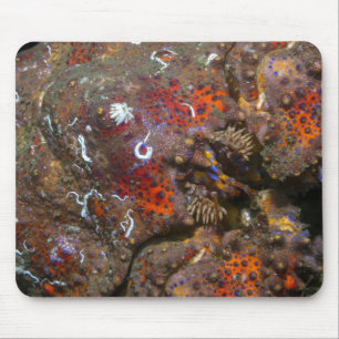 Puget Ljud Kung Crab Mousepad Musmatta