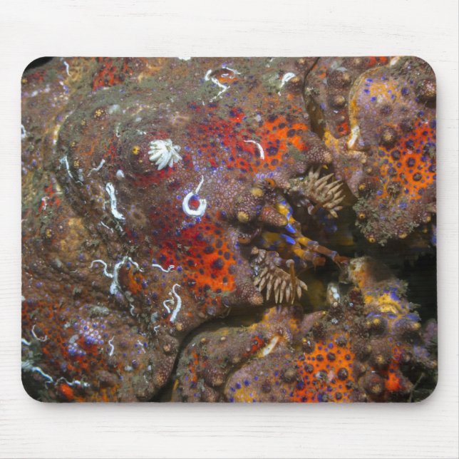 Puget Ljud Kung Crab Mousepad Musmatta (Framsidan)