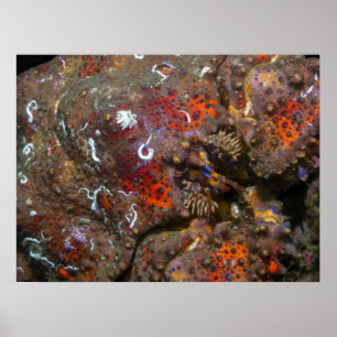 Puget Ljud Kung Crab Poster