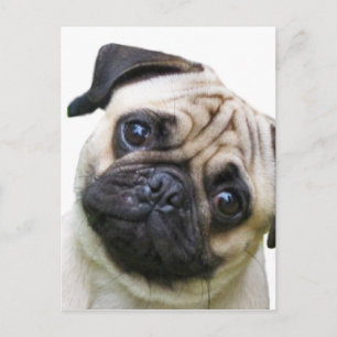 pugg vykort