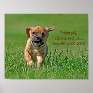 Puggel vid Springa Poster