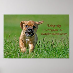 Puggel vid Springa Poster