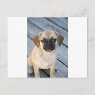 Puggel Vykort