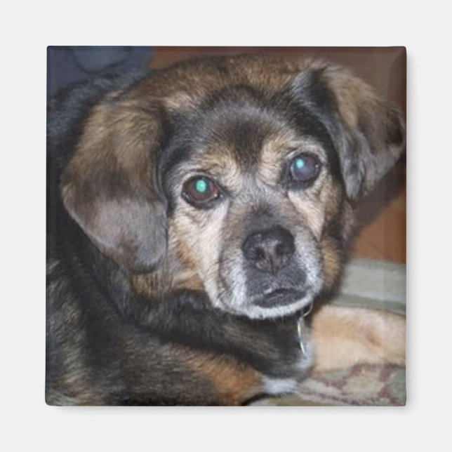 Puggelmagnet Magnet (Framsidan)