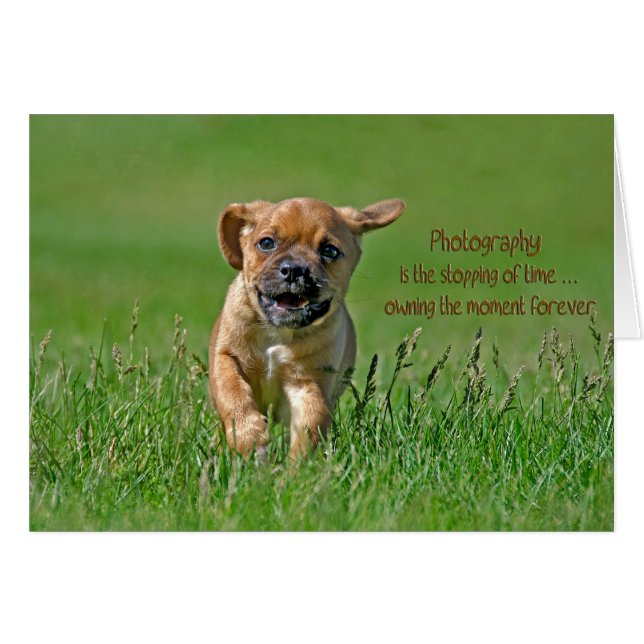 PuggelValp OBS Kort (Framsidan Horizontal)