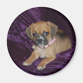 Puggle Kärlek Magnet