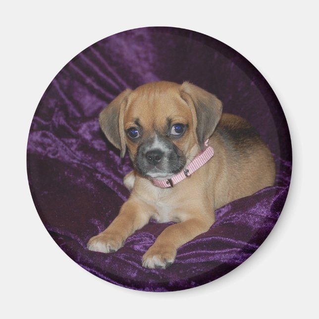 Puggle Kärlek Magnet (Framsidan)