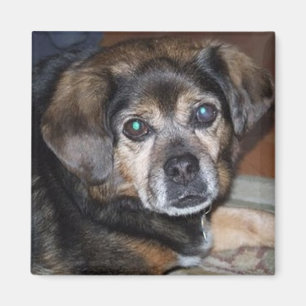 Puggle magnet