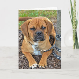 Puggle valp kort
