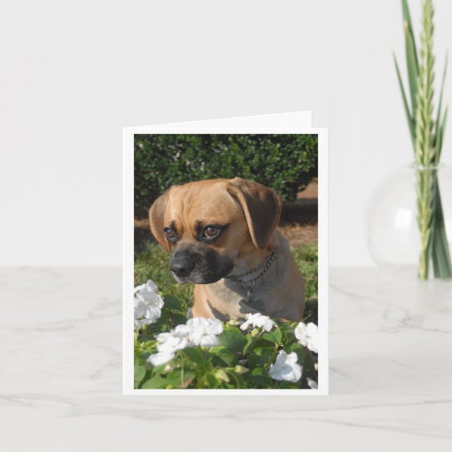 Puggles Kort (Framsida)