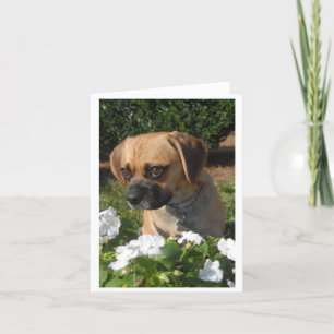 Puggles Kort