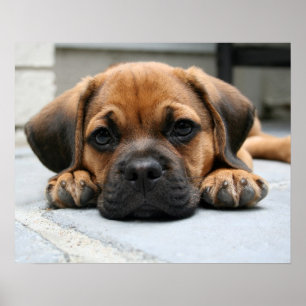 pugglevalp poster