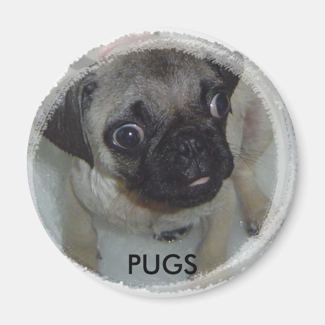 Pugs magnet (Framsidan)