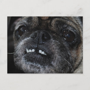 Pugs Parly White Teeth-vykort Vykort