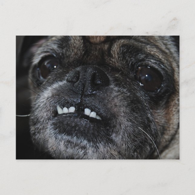 Pugs Parly White Teeth-vykort Vykort (Framsida)