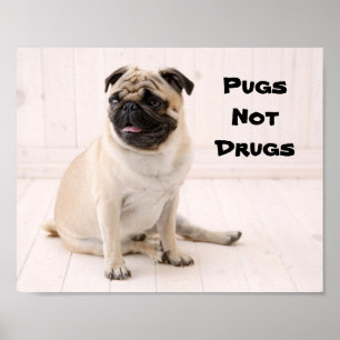Pugs Poster ej