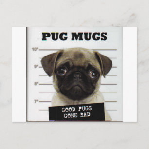 Pugs Vykort