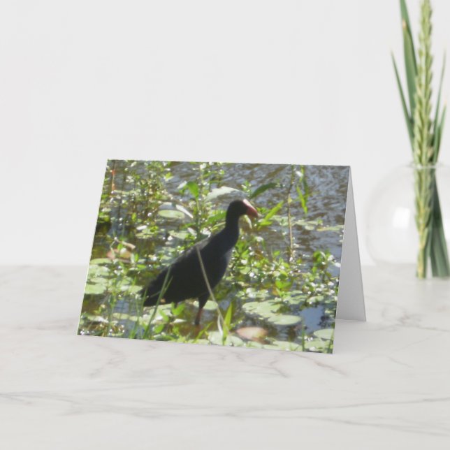 Pukeko Birthday Card Kort (Framsida)
