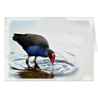 Pukeko kort