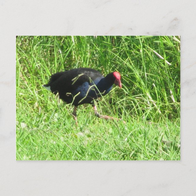 Pukeko Vykort (Framsida)
