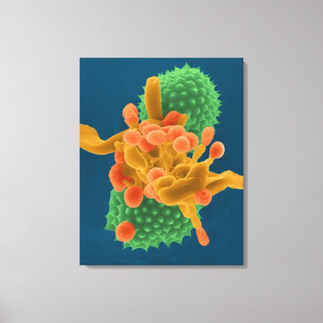 Pulderliknande formaldehyfae/ sporer och ambrosia  canvastryck (Framsida)