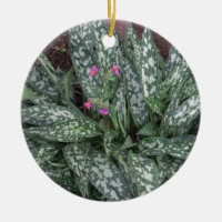 Pulmonaria - Lungwort perenn