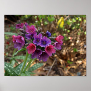 Pulmonaria raspberry stänk poster