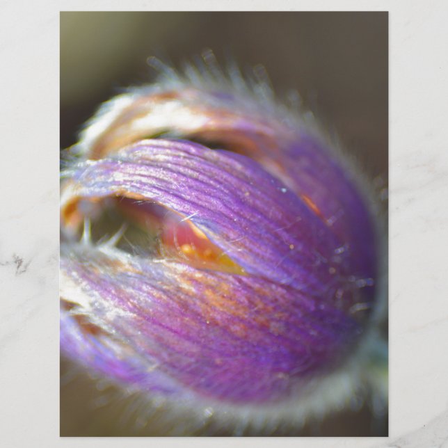 Pulsillas Knopp (Framsida)