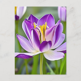 Pulver, blommor, vykort för postkorsning