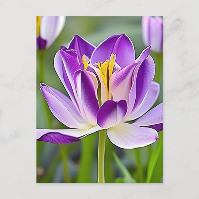 Pulver, blommor, vykort för postkorsning (Framsida)