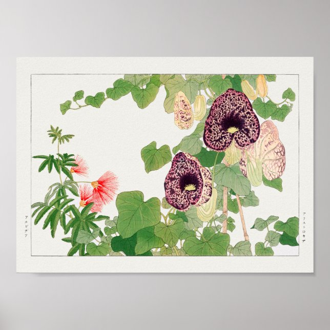 Pulver puff träd, Calico-blomman av Tanigami Konan Poster (Framsidan)