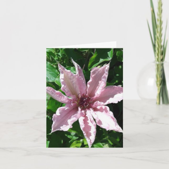Pulver Rosa Clematis Flower Foleting Card Kort (Framsida)