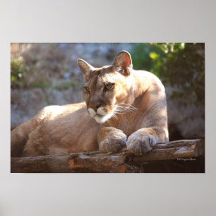 Puma 1 poster