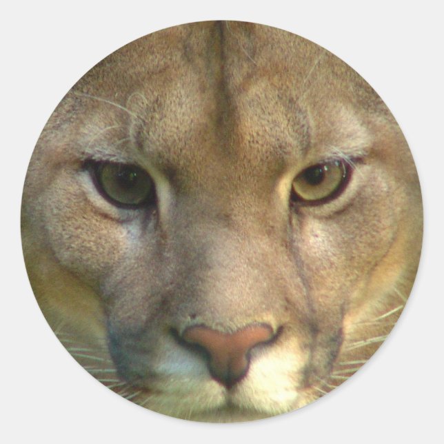 Puma bergsbergssnäckor runt klistermärke (Framsida)