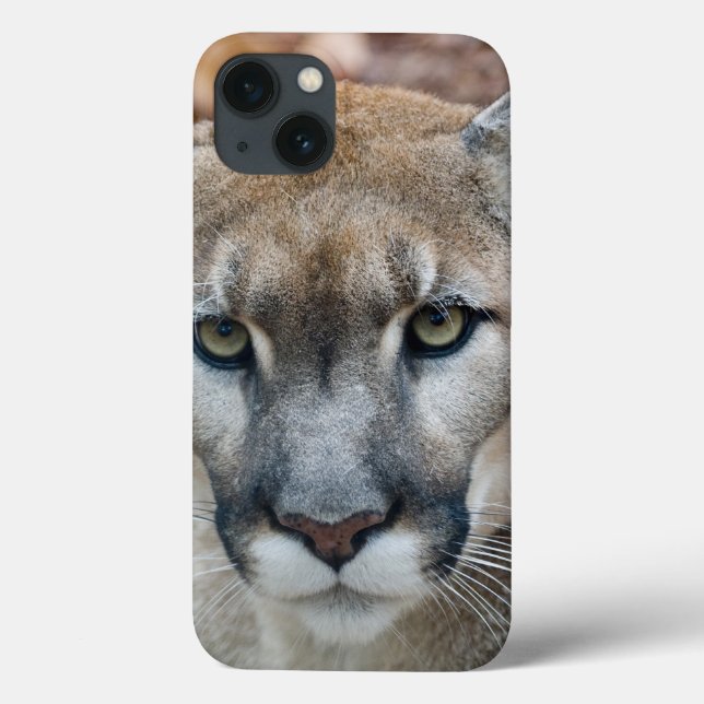 Puma, bergsljon, Florida panter, Puma (Baksida)