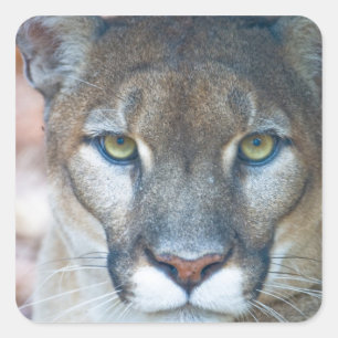 Puma, bergsljon, Florida panter, Puma Fyrkantigt Klistermärke