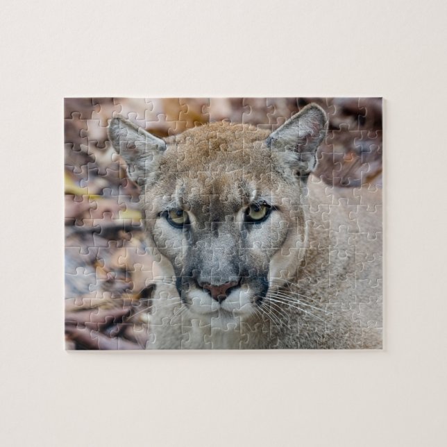 Puma, bergsljon, Florida panter, Puma Pussel (Horisontell)