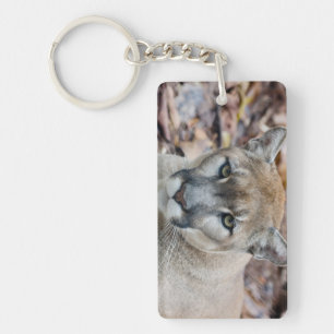 Puma, bergsljon, Floridapuma, Puma